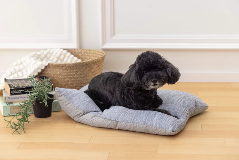 犬用品の撮影も可能