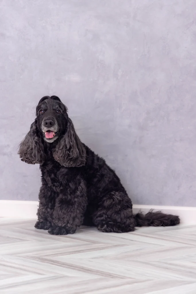 愛犬撮影