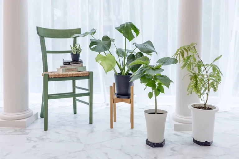 グリーンのチェアと各種観葉植物
